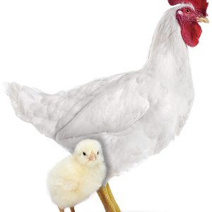 Pinto de 01 dia - Frango de Corte Cobb - Agromix