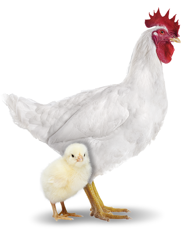 Pinto de 01 dia - Frango de Corte Cobb - Agromix
