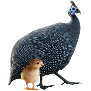 Pinto Capote de 1 dia - Emape Ovos e Aves