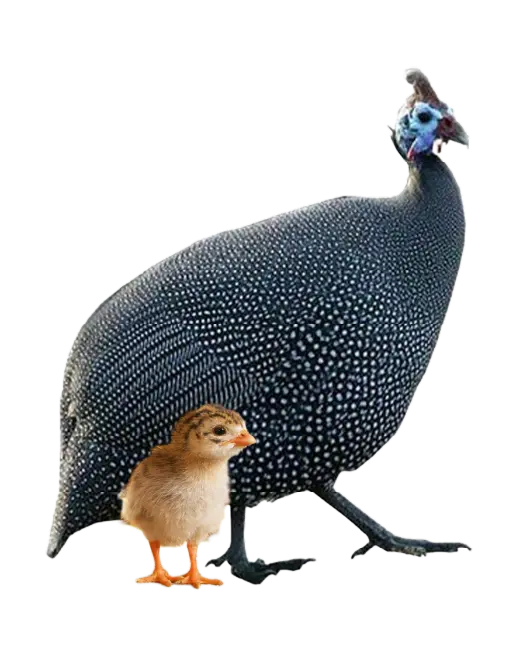 Pinto Capote de 1 dia - Emape Ovos e Aves