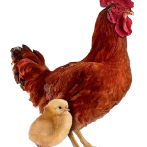 Pinto Pesadão Vermelho - Emape Ovos e Aves