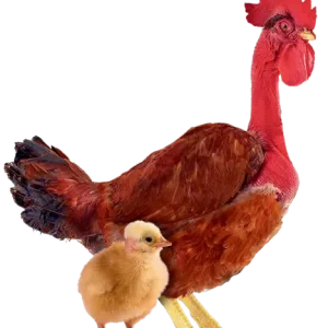 Pinto Pescoço Pelado - Emape Ovos e Aves