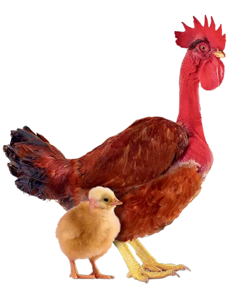 Pinto Pescoço Pelado - Emape Ovos e Aves