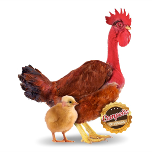 Pinto de 01 dia - Pescoço Pelado - Agromix