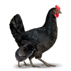 Pintainha de 01 dia - Postura Negra - Bovans Black - Agromix