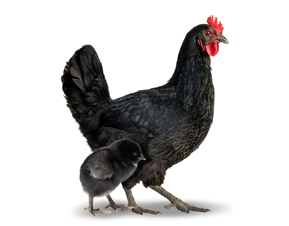 Pintainha de 01 dia - Postura Negra - Bovans Black - Agromix