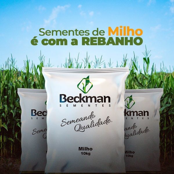 Sementes de Milho - Rebanho Soluções Agropecuárias